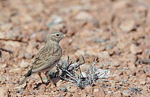 Lesser Short-toed Lark (Calandrella rufescens) Morocco, February.