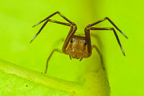 Spider (Amyciaea) resting. Lambir Hills National Park, Sarawak, Malaysian Borneo. Highly commended in the Macro Category of the MontPhoto Competition 2019.