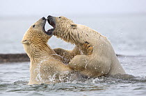 Polar bears (Ursus maritimus) fighting in water. Beaufort Sea , Kaktovik, Alaska, USA. Highly commended in the Polar Passion category of the Nature&#39;s Best Photography Competition 2019.