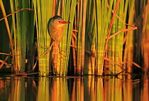 Little Bittern (Ixobrychus minutus) hunting in reeds, Bulgaria. Horizontal version of 01609394. Highly honoured in the Bird Category of the Nature&#39;s Best Photography Competition 2019.