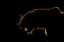 Silhouette of an African leopard (Panthera pardus pardus) snarling, Mkuze, South Africa. September. &#39;White Fang&#39; - this leopard bared its fangs to the hyenas threatening his prey. Eventually t...