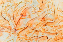 Brine Shrimp (Artemia salina), captive bred, Industrial salt mine, Ria Lagartos Biosphere Reserve, Yucatan Peninsula, Mexico, May. Bookplate.
