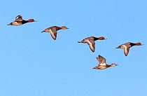 Redhead Duck (Aythya americana) flying, Ria Celestun Biosphere Reserve, Yucatan Peninsula, Mexico, January
