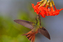 Buff-bellied Hummingbird (Amazilia yucatanensis) feeding, Ria Lagartos Biosphere Reserve, Yucatan Peninsula, Mexico, May