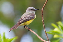 Tropical Kingbird (Tyrannus melancholicus), Ria Lagartos Biosphere Reserve, Yucatan Peninsula, Mexico, May