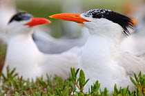 Royal Tern (Thalasseus / Sterna maxima) nesting, Ria Lagartos Biosphere Reserve, Yucatan Peninsula, Mexico, May
