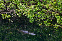 Morelet&#39;s Crocodile (Crocodylus moreletii) in the Peten Tucha waterhole, Ria Lagartos Biosphere Reserve, Yucatan Peninsula, Mexico, May