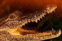 Morelet's Crocodile (Crocodylus moreletii), Ria Lagartos Biosphere Reserve, Yucatan Peninsula, Mexico, Captive.