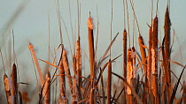 Greater bulrush (Typha latifolia) seed heads distributing seeds in the wind, Southern California, USA, November.