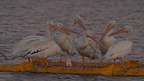 American white pelicans (Pelecanus erythrorhynchos) competing for roosting spots on a floating boom, Southern California, USA, July.