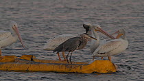 American white pelicans (Pelecanus erythrorhynchos) competing with a Great blue heron (Ardea herodias) for roosting spots on a floating boom, Southern California, USA, July.