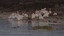 Flock of American white pelicans (Pelecanus erythrorhynchos) roosting, with a Black skimmer (Rynchops niger) feeding nearby, Southern California, USA, July.