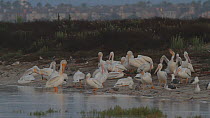 American white pelicans (Pelecanus erythrorhynchos) roosting and preening, Southern California, USA, July.