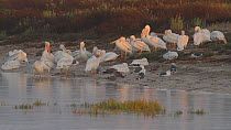 Flock of American white pelicans (Pelecanus erythrorhynchos) roosting, with a Black skimmer (Rynchops niger) feeding nearby, Southern California, USA, July.