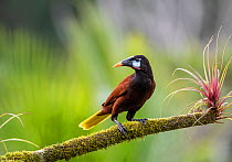 Montezuma oropendola (Psarocolius montezuma) Costa Rica.
