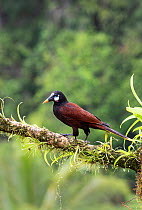 Montezuma oropendola (Psarocolius montezuma) Costa Rica.