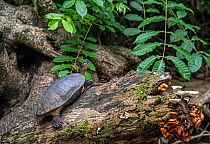 Black river turtle (Rhinoclemmys funerea) Costa Rica.