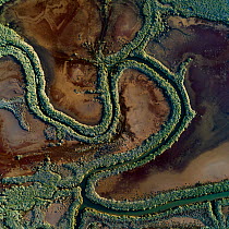 RioTinto tidal area and saltmarshes, with healthy vegetation and red silt containing pyrite (an iron mineral common in sediments). The silt is deposited by constant tidal flooding. This image was take...