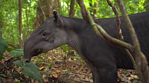 Slow motion shot of a Baird's tapir (Tapirus bairdii) in rainforest, Corcovado National Park, Costa Rica.