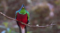 Resplendent quetzal (Pharomachrus mocinno) perching on branch, showing full breeding plumage, Cordillera de Talamanca, Costa Rica.