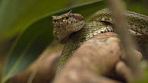 Eyelash viper (Bothriechis schlegelii) on a branch, Volcan Tenorio National Park, Costa Rica.