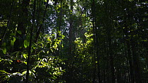 Tilt shot up to rainforest canopy, Corcovado National Park, Costa Rica, 2019.