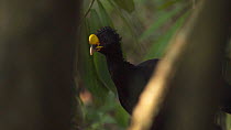 Slow motion tracking shot of a male Great curassow (Crax rubra) walking through rainforest in Corcovado National Park, Costa Rica.