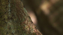 Slow motion tracking shot of army ants (Eciton) walking in column down a tree trunk, Corcovado National Park, Costa Rica.
