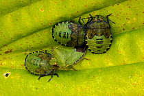 Green shield bug (Palomena prasina) adult and nymphs, Castlewellan Forest Park, County Down, Northern Ireland, UK