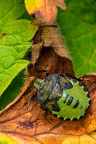 Green shield bug (Palomena prasina) nymph, Castlewellan Forest Park, County Down, Northern Ireland, UK