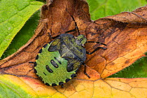 Green shield bug (Palomena prasina), Castlewellan Forest Park, County Down, Northern Ireland, UK
