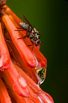 Root maggot fly (Anthomyia spp.), on red hot poker (Kniphofia spp.), native to South Africa.