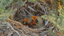Shore lark (Eremophila alpestris) nestlings begging for food, eyes beginning to open and egg tooth visible on upper bill, Southern California, USA, April.