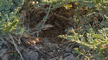 Abandoned Shore lark (Eremophila alpestris) nest site, Southern California, USA, May.