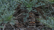 Shore lark (Eremophila alpestris) nestlings, with eyes fully opened, begging for food, Southern California, USA, April.