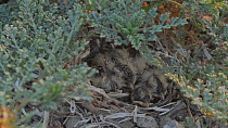 Shore lark (Eremophila alpestris) nestlings huddled together for warmth, Southern California, USA, April.