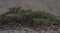 Female Shore lark (Eremophila alpestris) sitting on nest, brooding nestling, Southern California, USA, April.