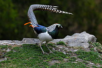 Lady Amherst&#39;s pheasant (Chrysolophus amherstiae) male displaying, Kanding, Sichuan, China. April.