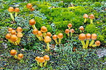 Sulphur tuft (Hypholoma fasciculare) and lichens, New Forest National Park, Hampshire, England, UK, September.