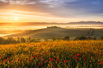 Sunrise over the Val d&#39;Orcia, with Field poppies (Papaver rhoeas) Tuscany, Italy, May.