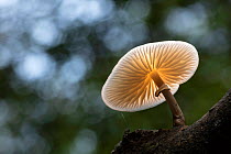 Porcelain fungus (Oudemansiella mucida), New Forest National Park, Hampshire, England, UK