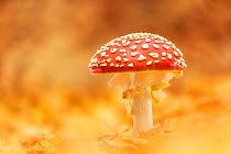 Fly agaric (Amanita muscaria), New Forest National Park, Hampshire, England, UK