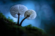 Porcelain fungus (Oudemansiella mucida), New Forest National Park, Hampshire, England, UK, October 2017.