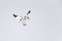 Snow bunting (Plectrophenax nivalis) in flight, Ontario, Canada, January.