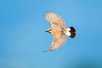Isabelline wheatear (Oenanthe isabellina) in flight, Bulgaria.