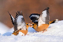 Hawfinch (Coccothraustes coccothraustes) fighting in snow, Bulgaria