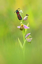Bee Orchid (Ophrys apifera) and Five-spot burnet (Zygaena trifolii), Powerstock Common, Dorset, England, UK, June.