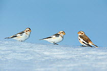 Snow bunting (Plectrophenax nivalis) group of three in snow, Ontario, Canada, January.