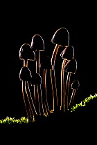 Silhouette of Toadstools (Mycena inclinata) New Forest National Park, Hampshire, England, UK