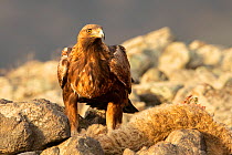 Golden Eagle (Aquila chrysaetos), Bulgaria, May.